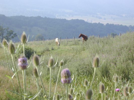 Webster's teesel and horses [R. Noel]