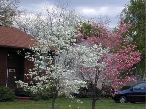 Dogwood trees [. -]