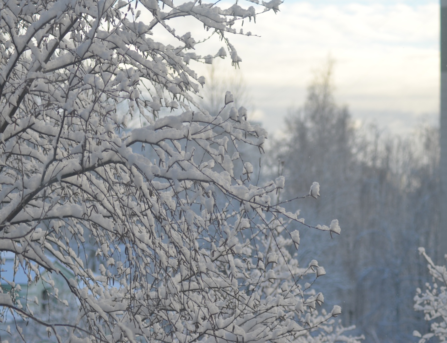 C:\Users\Asus\Downloads\31.12.24 �� ����� 75-300\DSC_8954.JPG