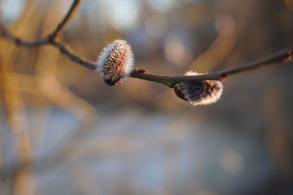 C:\Users\Asus\Downloads\����� 2025 sony\DSC01231.JPG