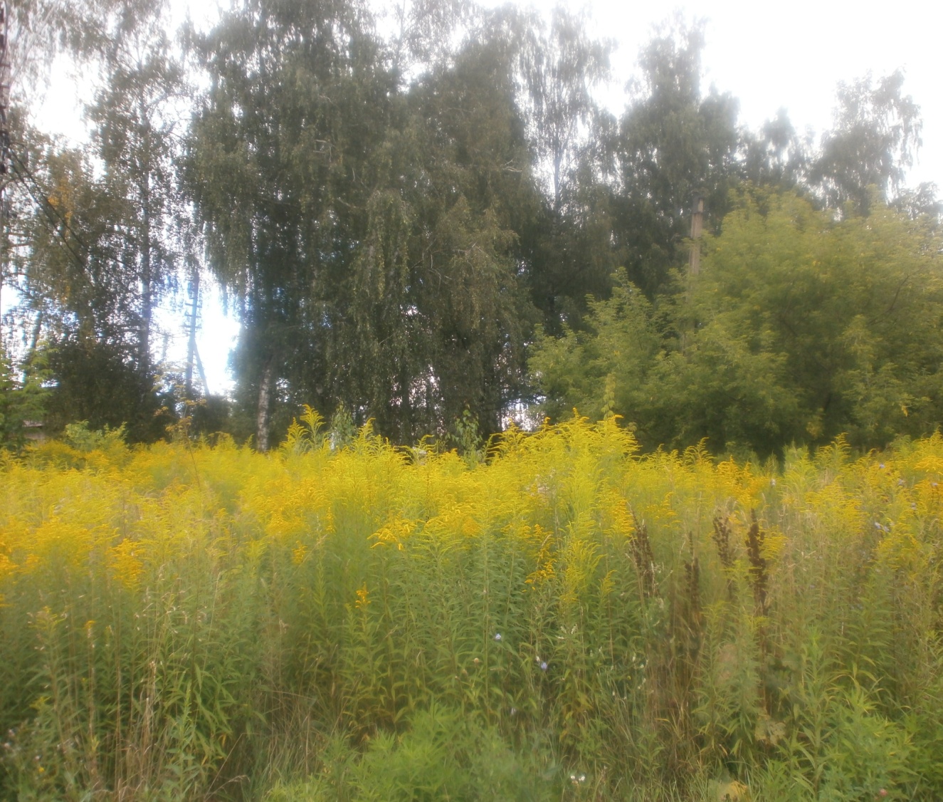 C:\Users\Asus\Downloads\��������� �� ��� ��������-�������� 9.11.25\����� ����� �������� ����\P8120882.JPG