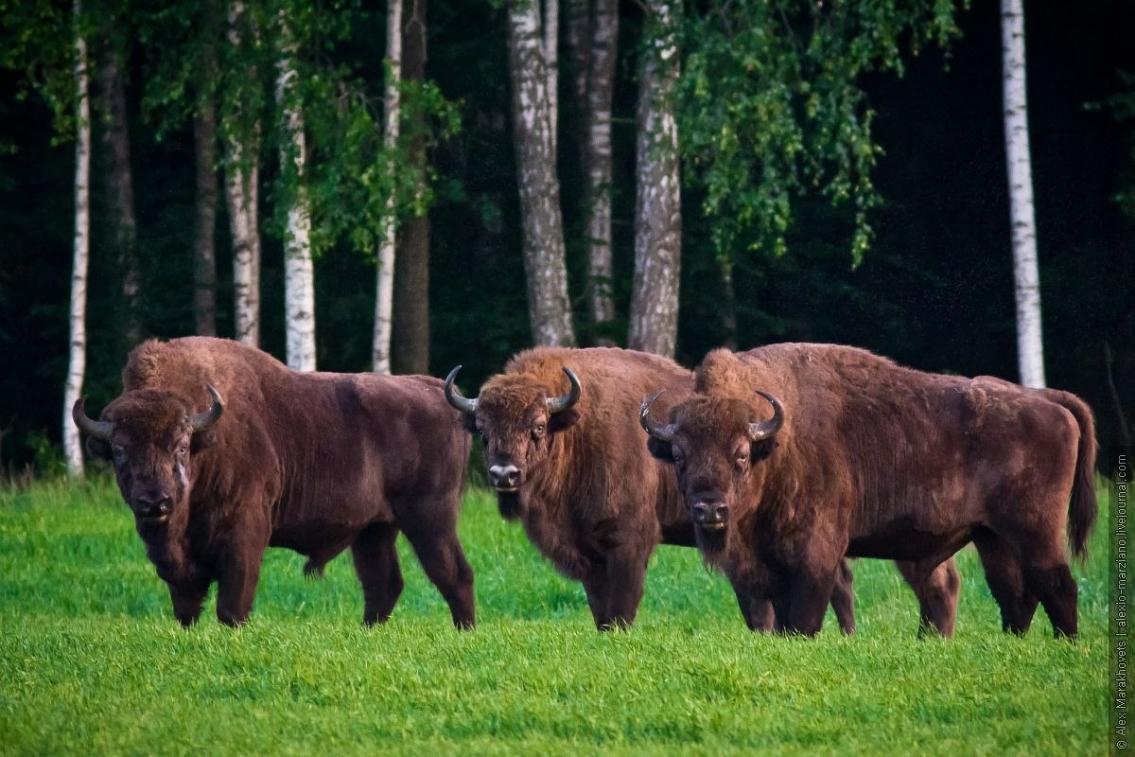   (63 ) -     pofoto.club