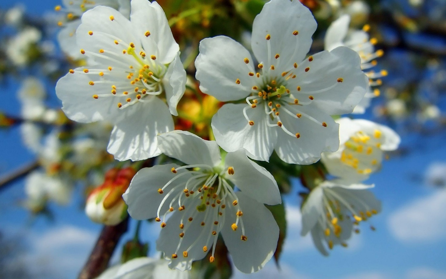 https://million-wallpapers.ru/wallpapers/1/75/14415239241769909927/vesennij-buket.jpg