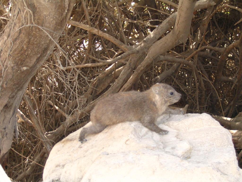 Procavia capensis []