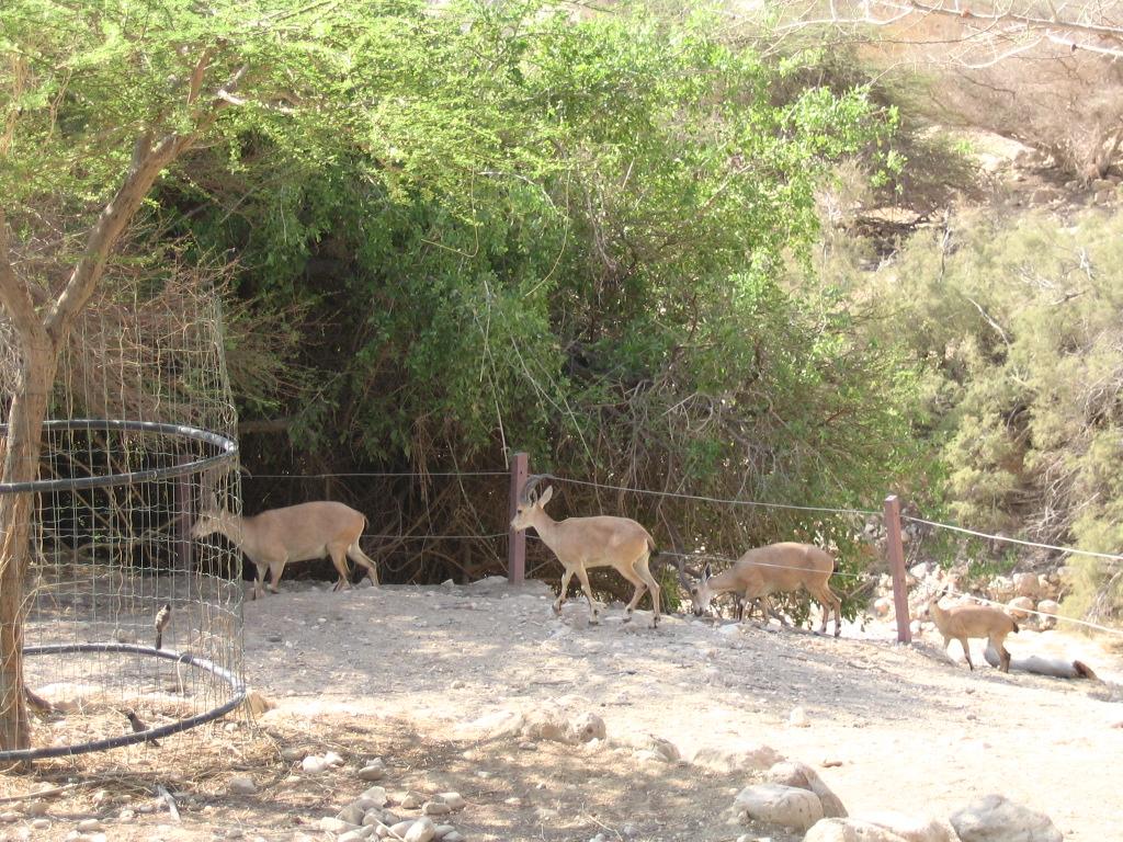 Capra ibex nubiana []